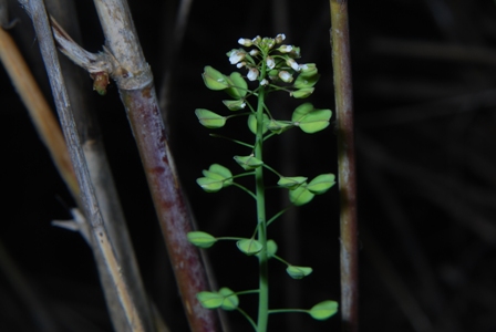 Microthlaspi perfoliatum (=Thlaspi perfoliatum )